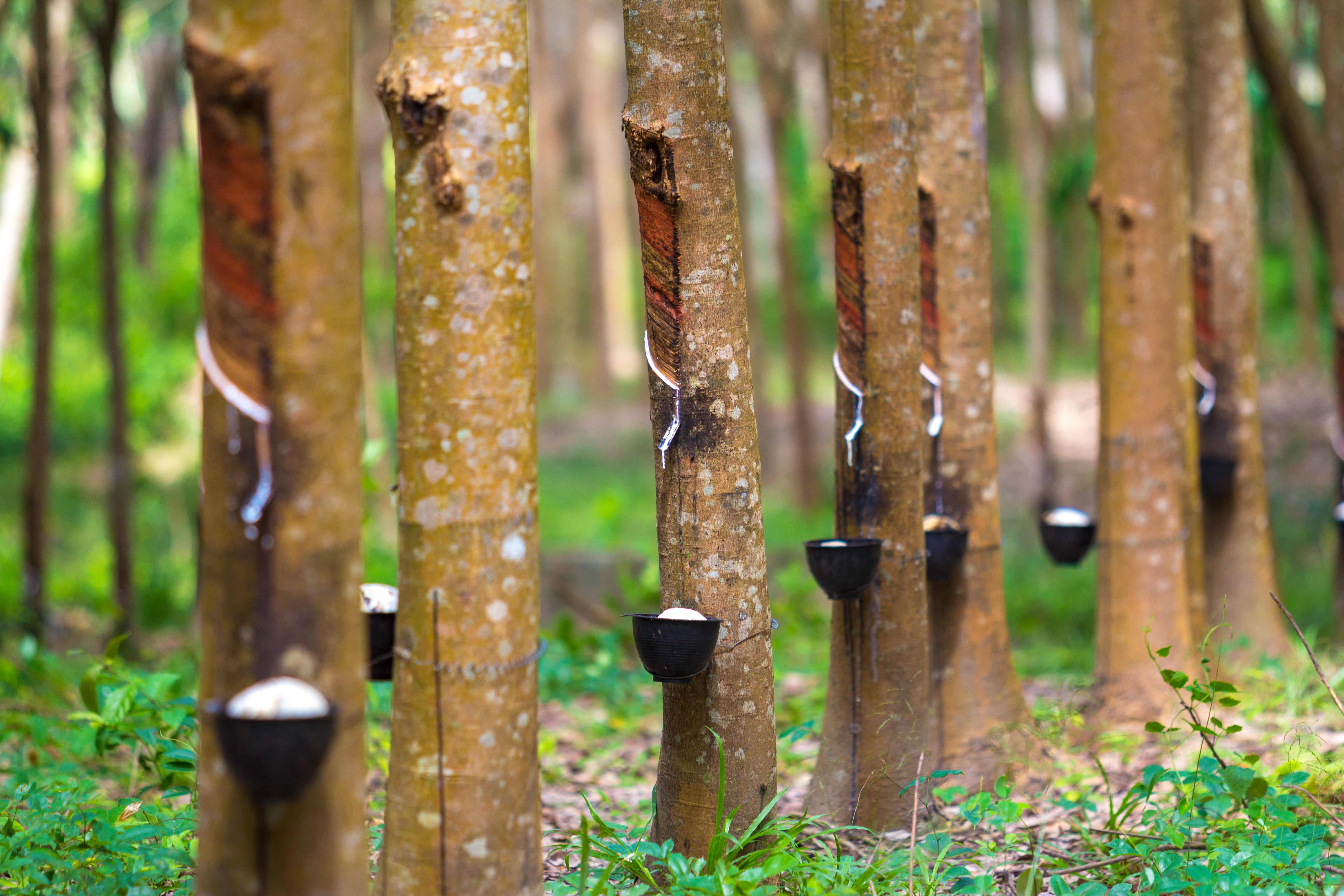 rubber-tree-bowl-filled-with-latex.jpg